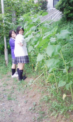 ひまわり.jpg