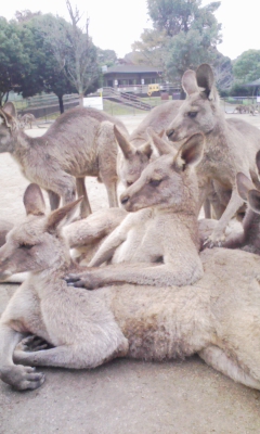カンガルー1.jpg