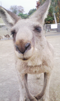カンガルー3.jpg