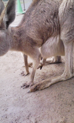 カンガルー4.jpg