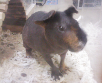 動物日記1.jpg