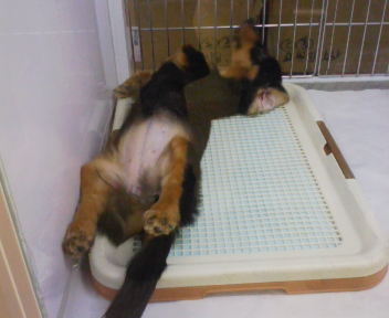 動物日記2.jpg