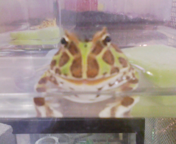 動物日記3.jpg