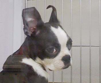 動物日記4.jpg