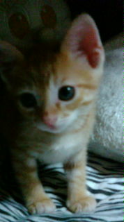 子猫1.jpg