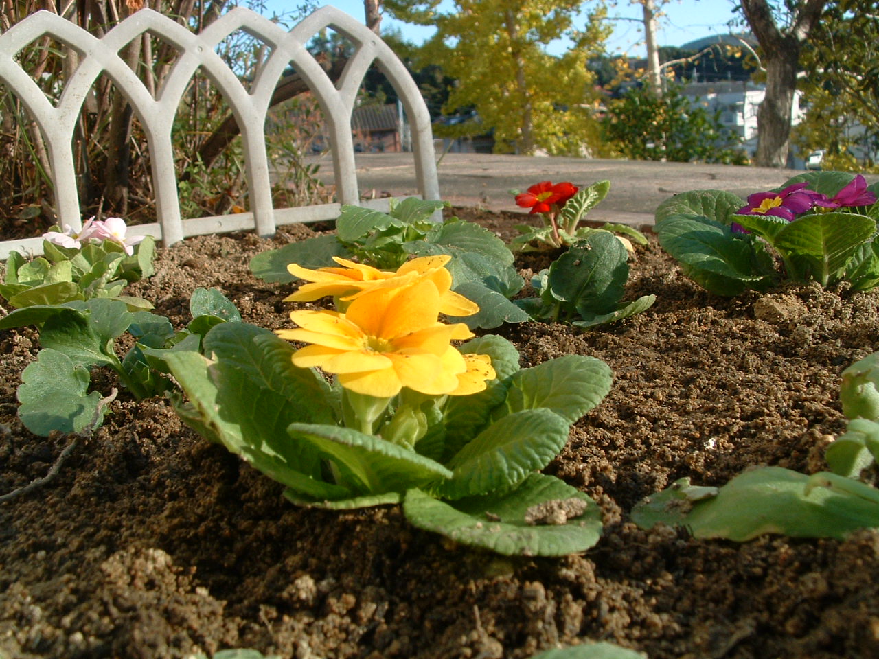 平成１９．１２．３　畑・花 003.jpg