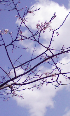 桜.jpg