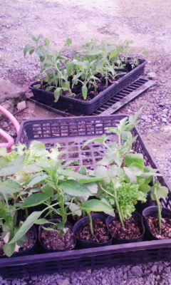 植える苗.jpg
