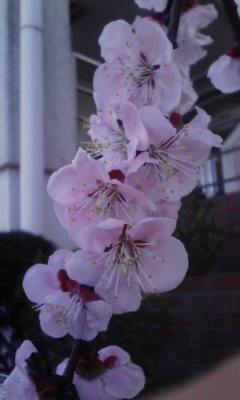 花.jpg