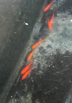 金魚.jpg