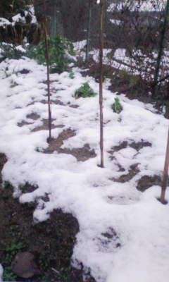 雪.jpg