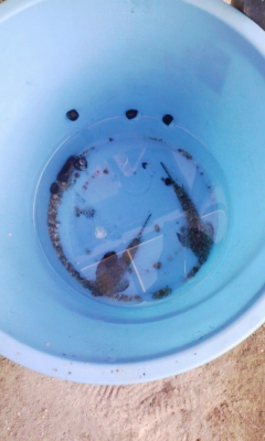 魚釣り.jpg