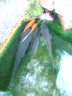 魚集合.jpg