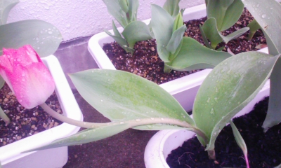 100325_075035.jpg
