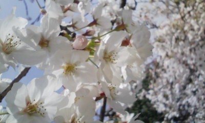 100331_103133.jpg