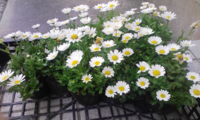 100405_135558.jpg