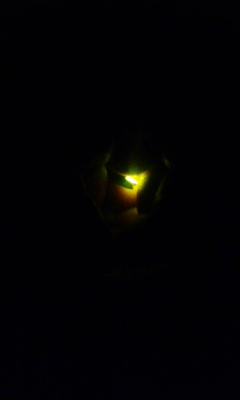 100605_201635.jpg