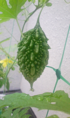 100630_153354.jpg