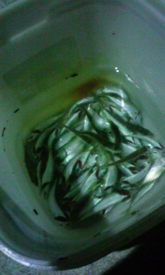 100801_202304.jpg