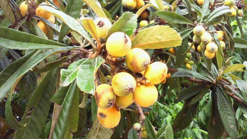 2011061316480000.jpg