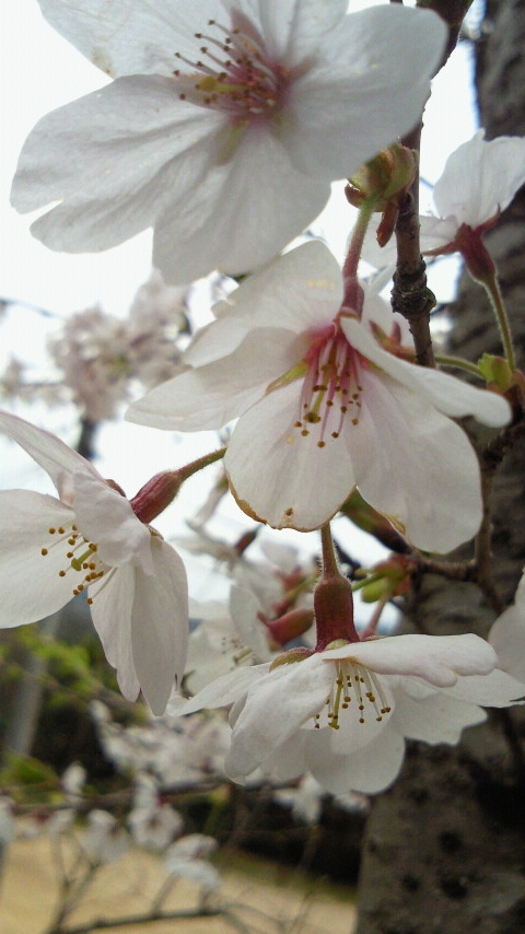 2012040512490000.jpg