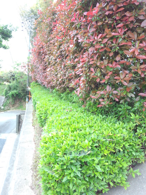 DSC_0016.jpg