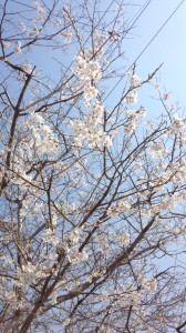 IMG_20140324_101238600